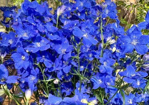 夏木マリ、鮮烈なブルーに心奪われる朝の1枚。静けさの中に力強さが宿る花の存在感