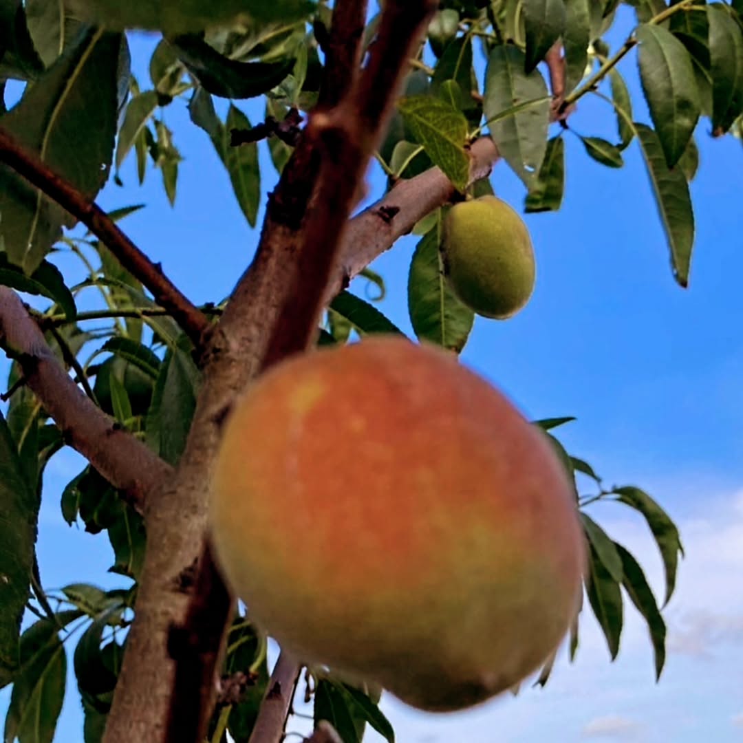 谷亮子が柔道時代から好きだった〇〇を初めて家で育ててみる！？