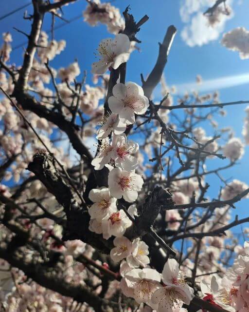 市井紗耶香、一足早い春の到来に「決めつけていたのはじぶんでした。」