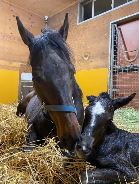 横山ルリカ、自身が名付けた牝馬の出産に「本当に感謝の気持ちでいっぱい」と感涙