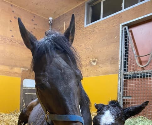 横山ルリカ、自身が名付けた牝馬の出産に「本当に感謝の気持ちでいっぱい」と感涙