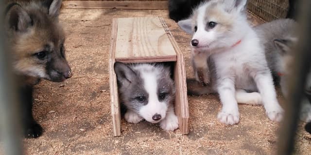 車庫にすっぽり？収まったキツネの写真が可愛いと反響