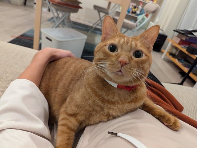 松丸亮吾、愛猫のリドくんの最新ショットを公開！