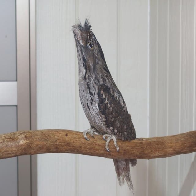 「めっちゃ緊張して、かわいぃねぇ」松江フォーゲルパークが木に擬態した鳥の写真を公開！