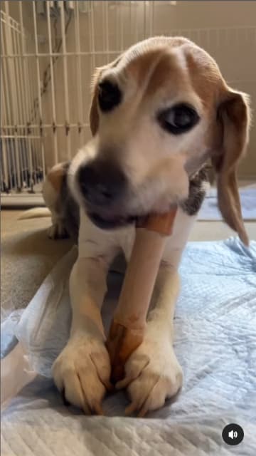 塚田僚一『それぞれの噛み噛みの音がたまらん』愛犬たちの動画