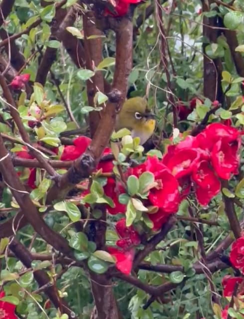 レイザーラモンRG、荒天も日本野鳥の会 会員として『雪と椿とメジロ』の撮影に成功！