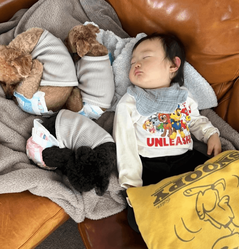 木村沙織の愛犬と息子の