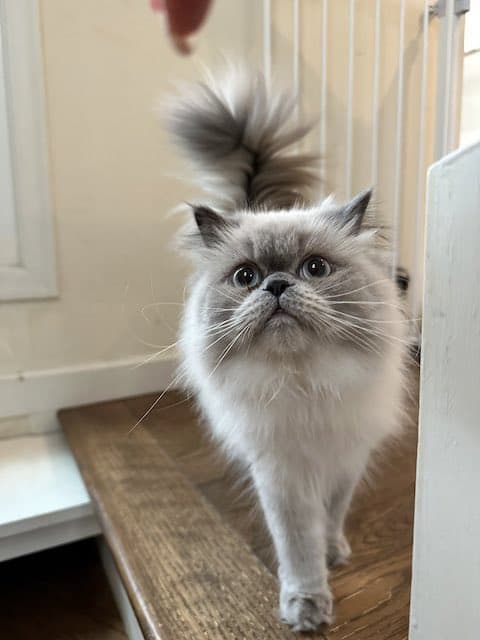 「かわちいな～」人気女性タレントの猫にファンもメロメロ！