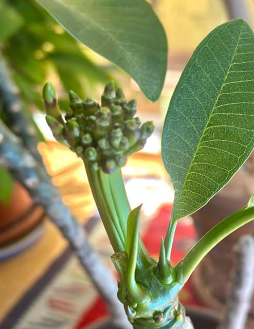 なないろ日和の香坂みゆき、太陽差し込むプルメリアの写真を公開