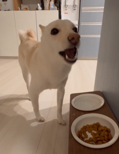 かまいたち山内、愛犬むぎちゃんは『常に戦ってる2人』そっちのけ⁉「奥歯でしっかり」ご飯楽しむ