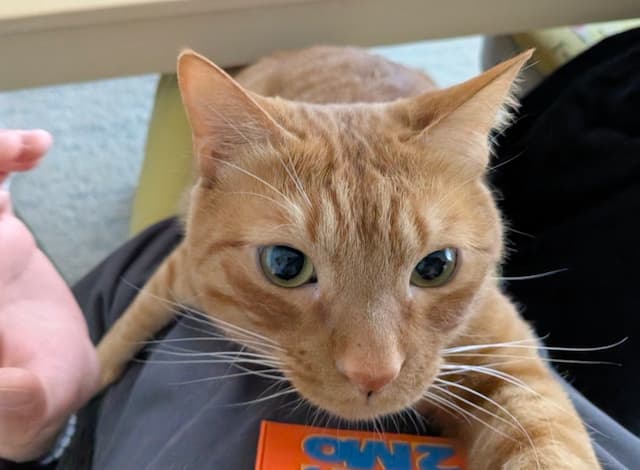 「最近服にしがみつくようになった！」松丸亮吾が愛猫との仲の良さをアピール