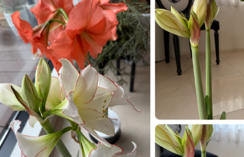 「トコちゃんの後頭部も主役級!?」小川菜摘、満開のアマリリスに癒しの声続出