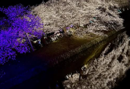 平野綾、舞鶴公園で夜桜にうっとり！「ようやく春を感じられて…嬉しかった」