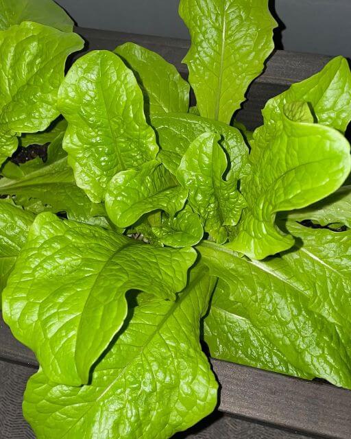 田中卓志、自家製チマサンチュでポッサム！ベランダ菜園が本気すぎる！