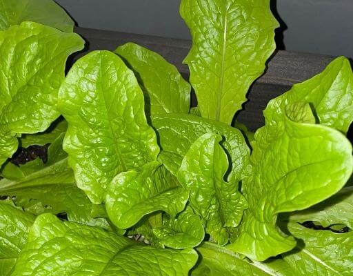 田中卓志、自家製チマサンチュでポッサム！ベランダ菜園が本気すぎる！