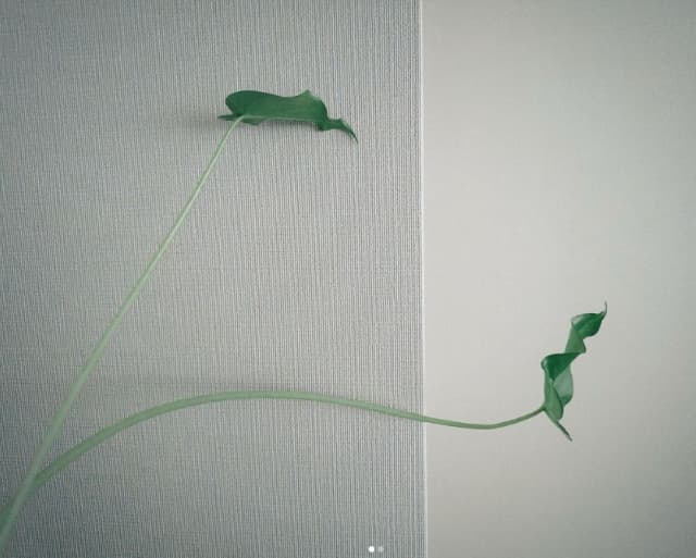 乃木坂46 梅澤美波 11月の目標を発表！