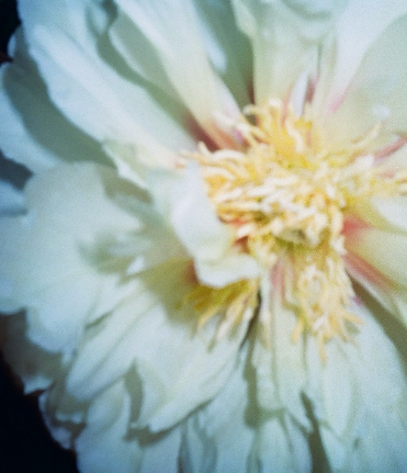 「フィルム写真の美しさ」傳谷英里香、お仕事終わりの一枚に反響