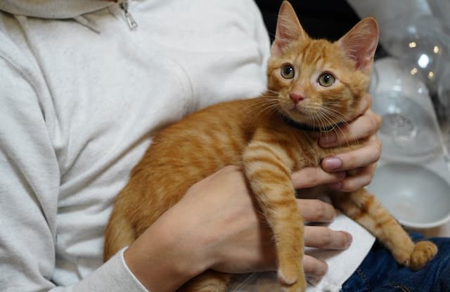 「リドくんの子猫時代の写真出てきた」松丸亮吾が愛猫の小さい頃の写真をシェア