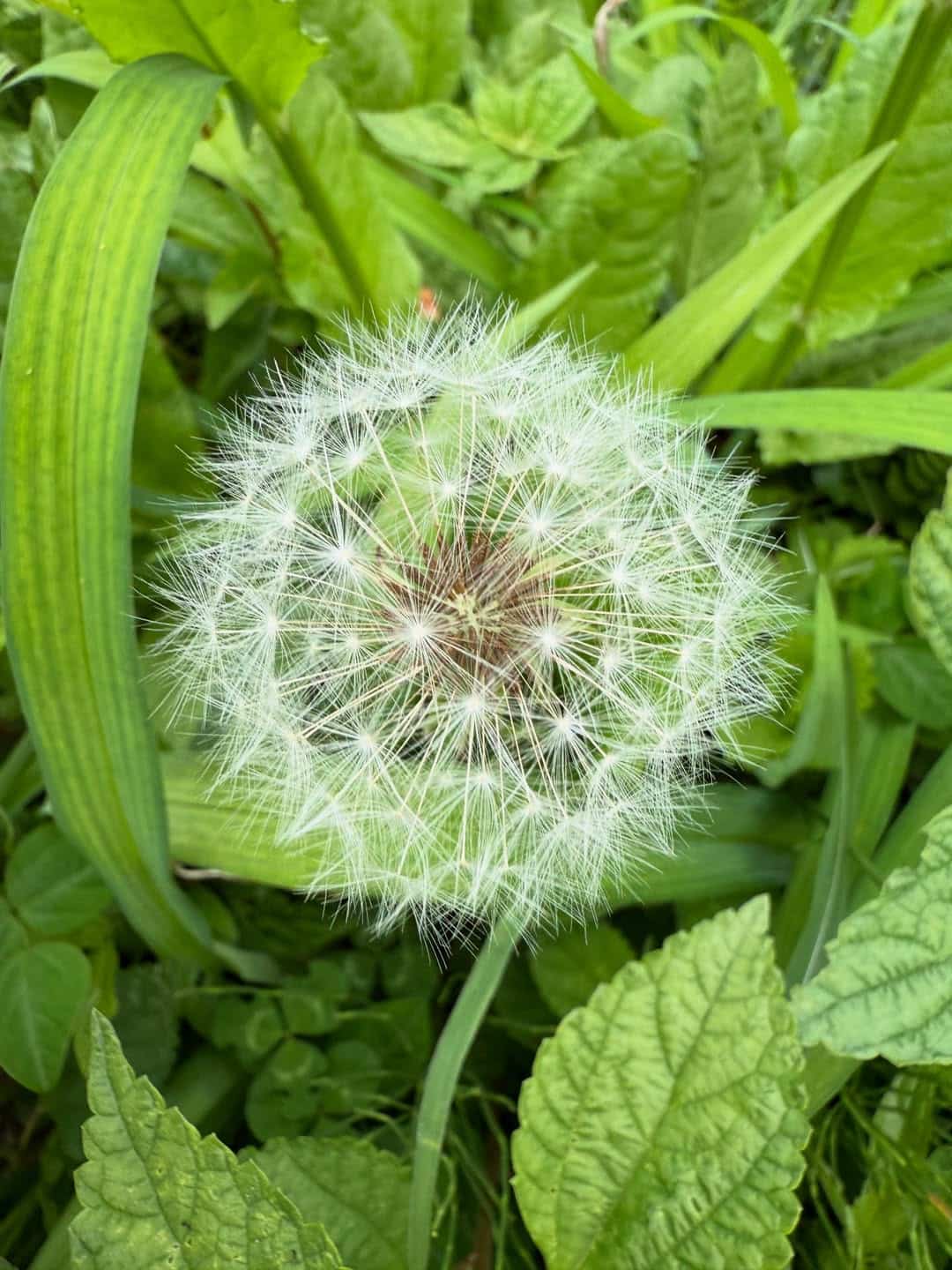 仲間由紀恵、雨の日の散歩ショットを公開　久しぶりの投稿にファン歓喜「嬉しい！」