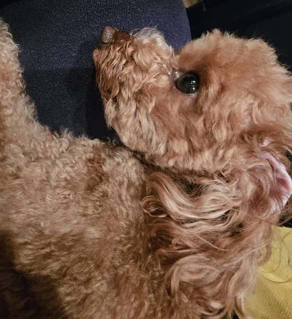 「大切な家族でありアイドル🥰」妊娠中の土屋太鳳が最新ショット公開で話題に🌟