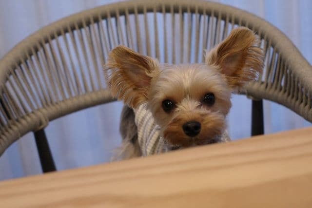 山本彩、「かまってちゃんな所は変わらず可愛いね」愛犬・りおんちゃんの3歳のバースデーを祝福！