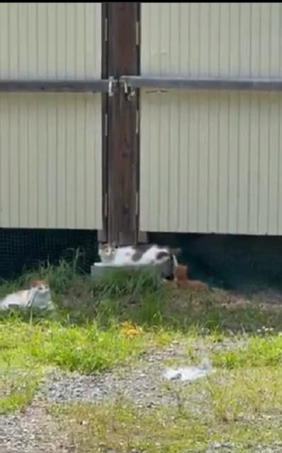 国分太一「むちゃくちゃ癒された」猫たちのキュートすぎる光景をファンにもシェア！