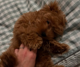 「撮影難航も…愛犬がかわいすぎる！」アンガールズ山根、癒しのコッカプーショット公開