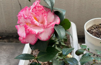 「椿は応えてくれるけど…」村上ショージが感じた“春と人間の違い”に考えさせられる声も