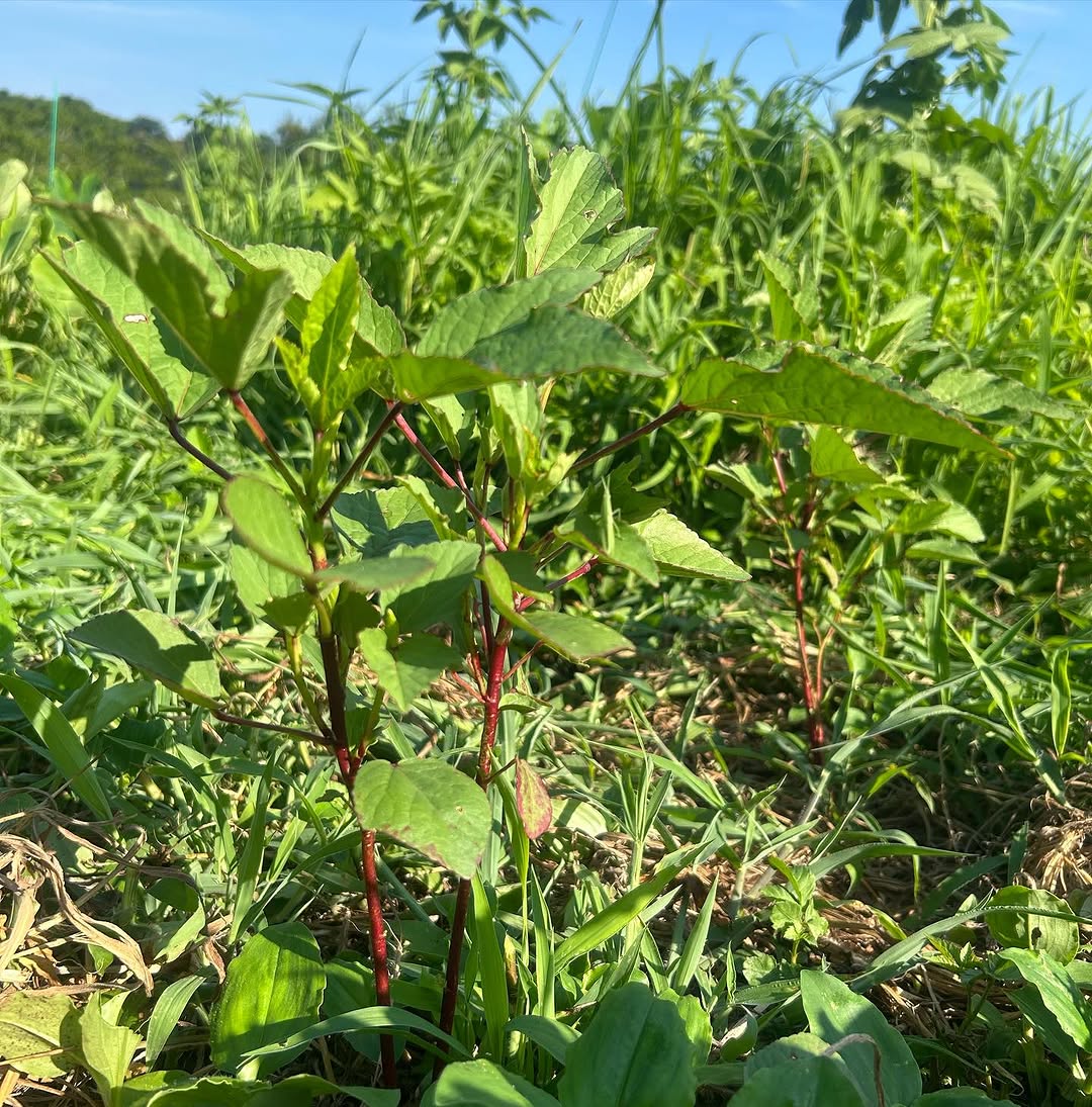 杉田かおる「自然のパワーってすごい」ハーブ成長に感動の声