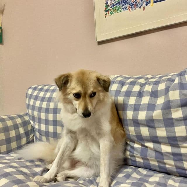 「困り顔がかわいい」Peco、愛犬”アリソン”の深夜1：00の表情が絶妙すぎる！