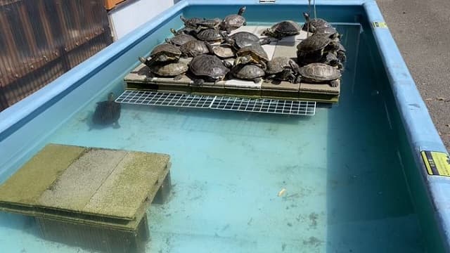 「最高の瞬間」道の駅ウミガメ公園が投稿した「飼育員冥利につきる」動画が話題に