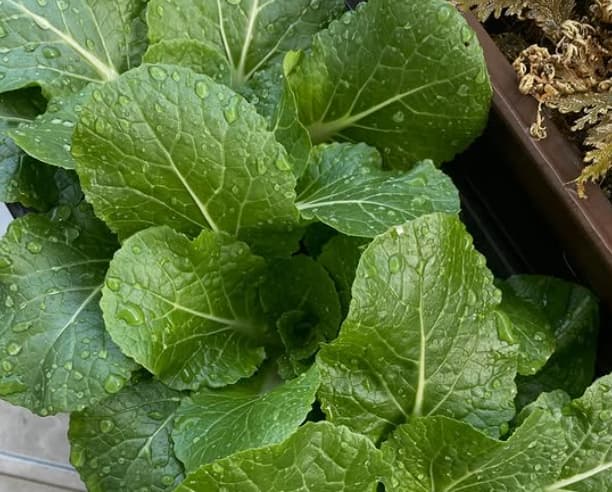 「田中農園！」アンガールズ田中、自宅で栽培しているミニ白菜を披露！