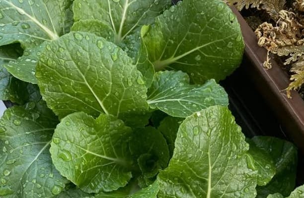 「田中農園！」アンガールズ田中、自宅で栽培しているミニ白菜を披露！