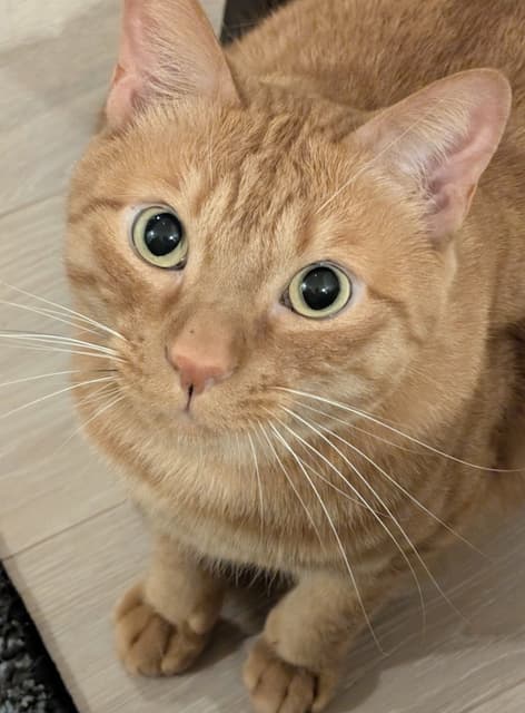 「足元でお昼休みの出待ちされてる」松丸亮吾の愛猫が上目遣いでかわいいと話題に