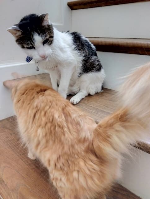 「みんなに愛されてるおじいらいちゃん」中川翔子が愛猫の様子をシェア