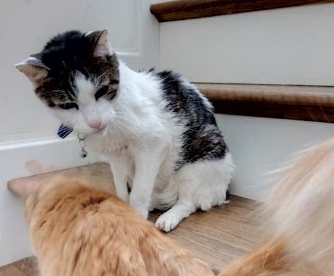 「みんなに愛されてるおじいらいちゃん」中川翔子が愛猫の様子をシェア