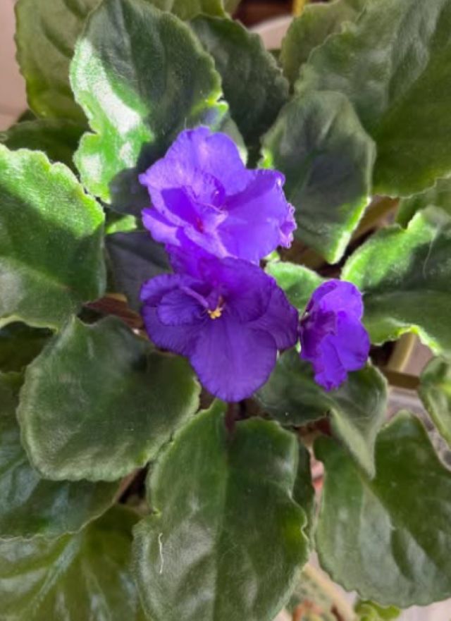 思わず見とれる美しさの工藤静香がお花と共に近況を報告