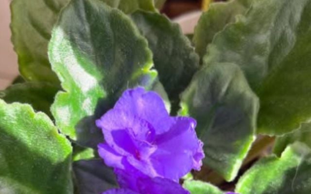 思わず見とれる美しさの工藤静香がお花と共に近況を報告