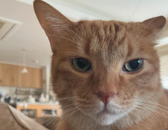 石田ゆり子の“ハニオ日記”が可愛すぎる！ロンパース問題にクスッと共感の声