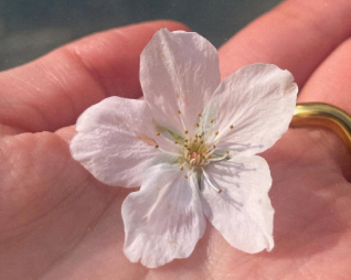 前田亜美、桜と共に春の儚さを語る投稿が話題に！