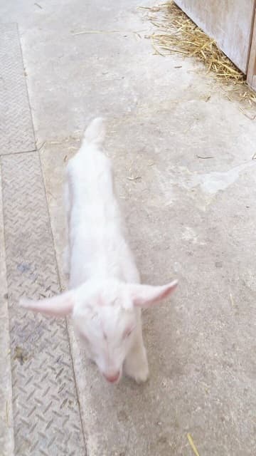 「天使がいる」金曜日の夜に子やぎちゃんが癒しをお届け！ヨチヨチ動画が可愛すぎる