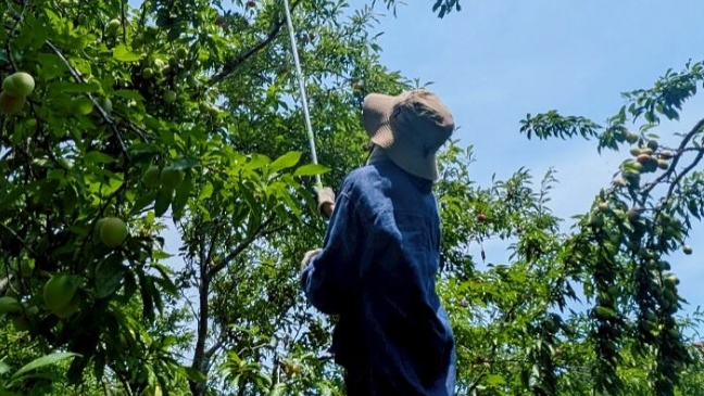 「自然の力ってすごい」板谷由夏が“すもも狩り”でリフレッシュ！心に響くナチュラルライフの想いに共感の声続々