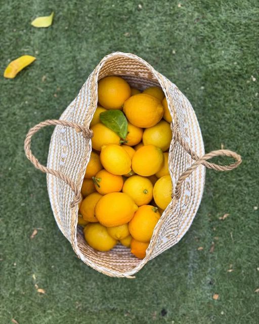 「年々増えるけど、今年は大量に」田中麗奈が”◯◯◯”を大収穫！鮮やかショットにファンも興味津々