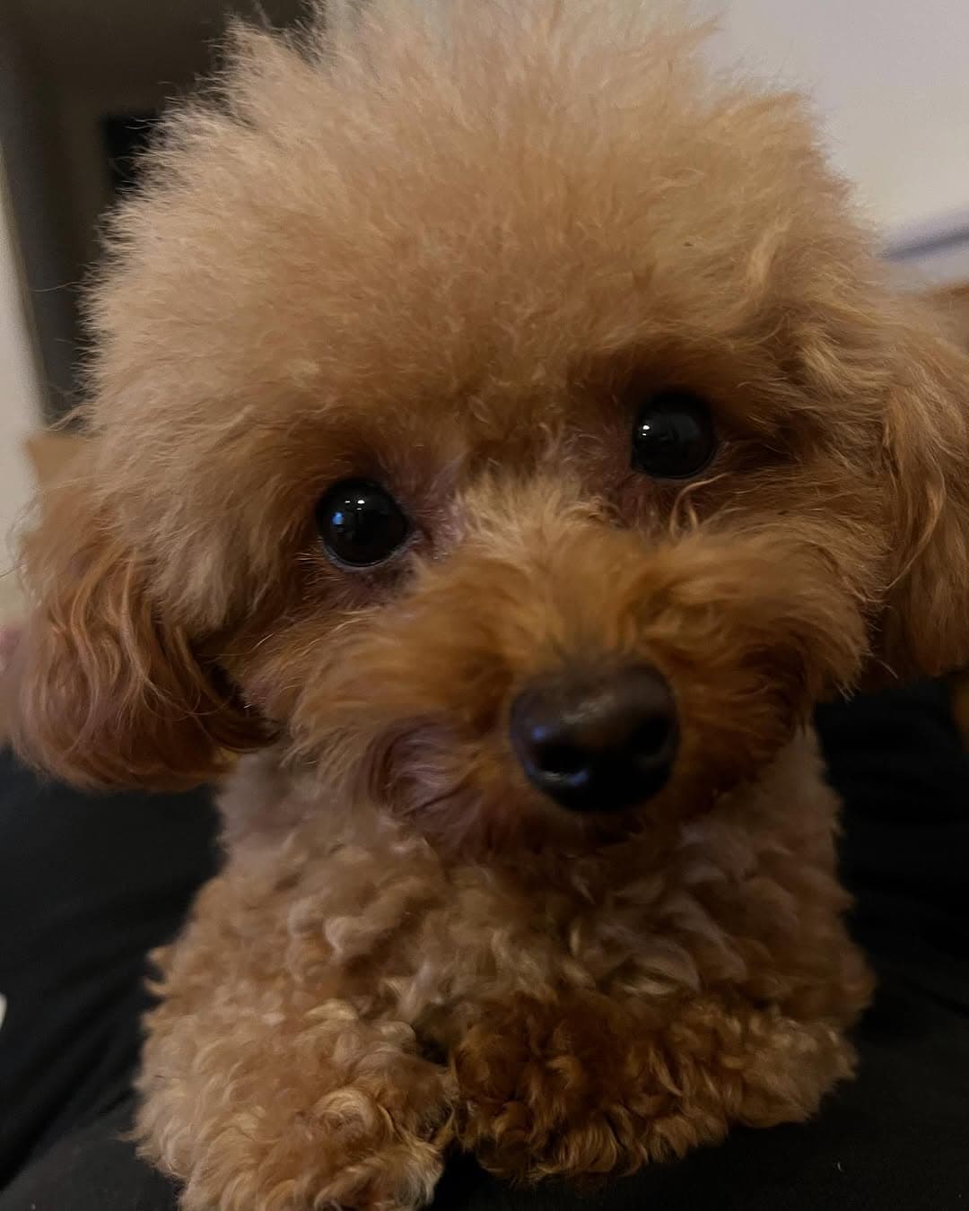 「お腹の上が指定席？」今井翼の愛犬・プーの甘えっぷりに“全人類ほっこり”