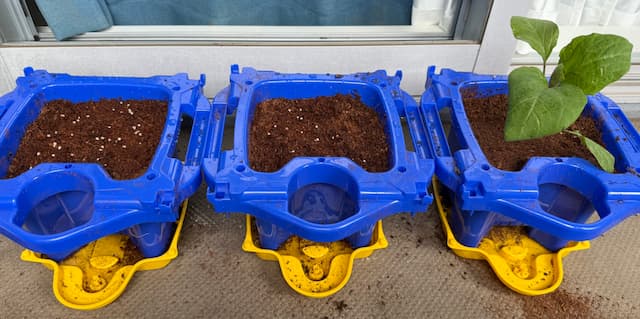 やす子、家庭菜園スタート！朝顔、トマト、ナスを栽培へ