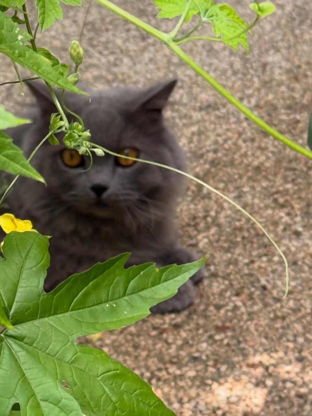 「絵に描きたくなるようなかわいいお目め」栗原はるみ、庭でくつろぐ愛猫の様子を披露