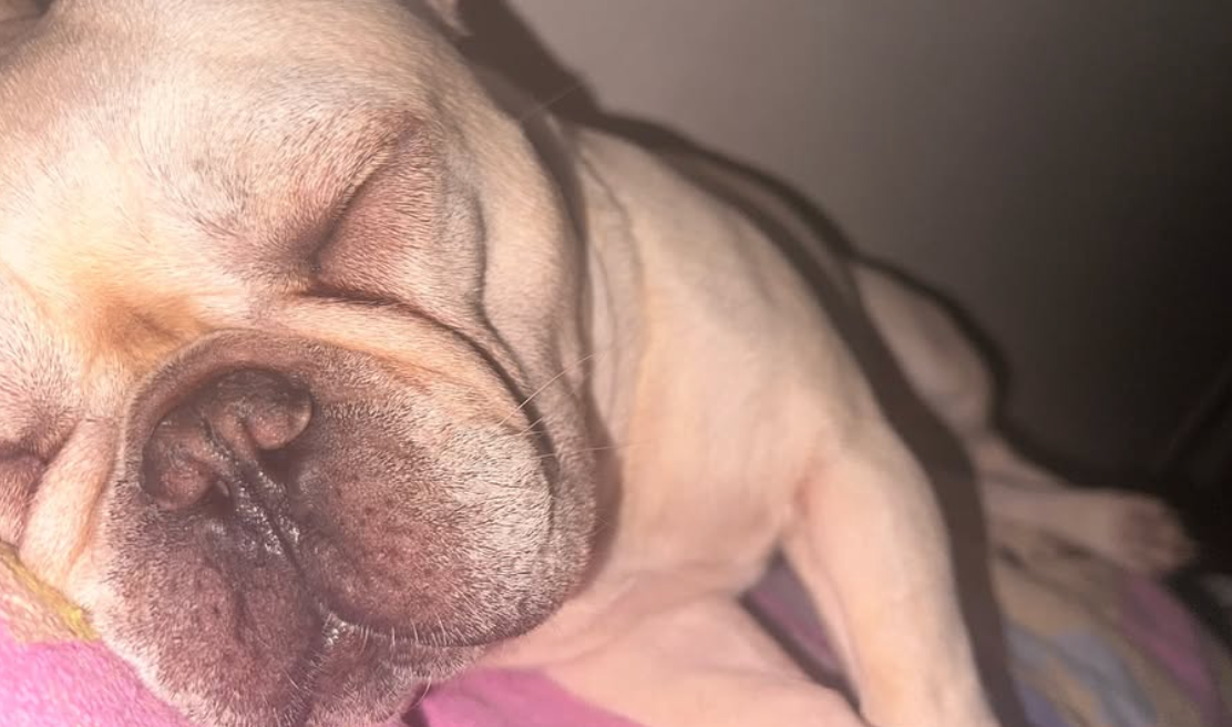 「夜中のかわいすぎる”添い寝”ショット」元女子バレー日本代表・秋本愛、愛犬・マイクとの癒しのひと幕