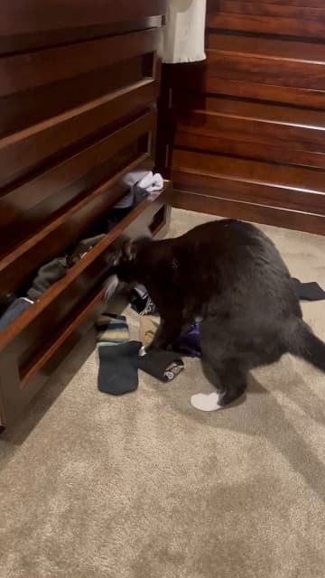 「うぉぉーーーい！」藤あや子が愛猫の大変だけど可愛い”ホリホリ”ムービーを投稿！