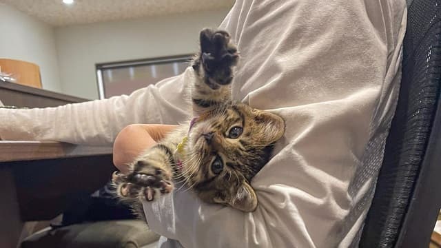 「ここで働きたい」猫による可愛すぎる&厳しすぎる新入社員への訓練が話題に