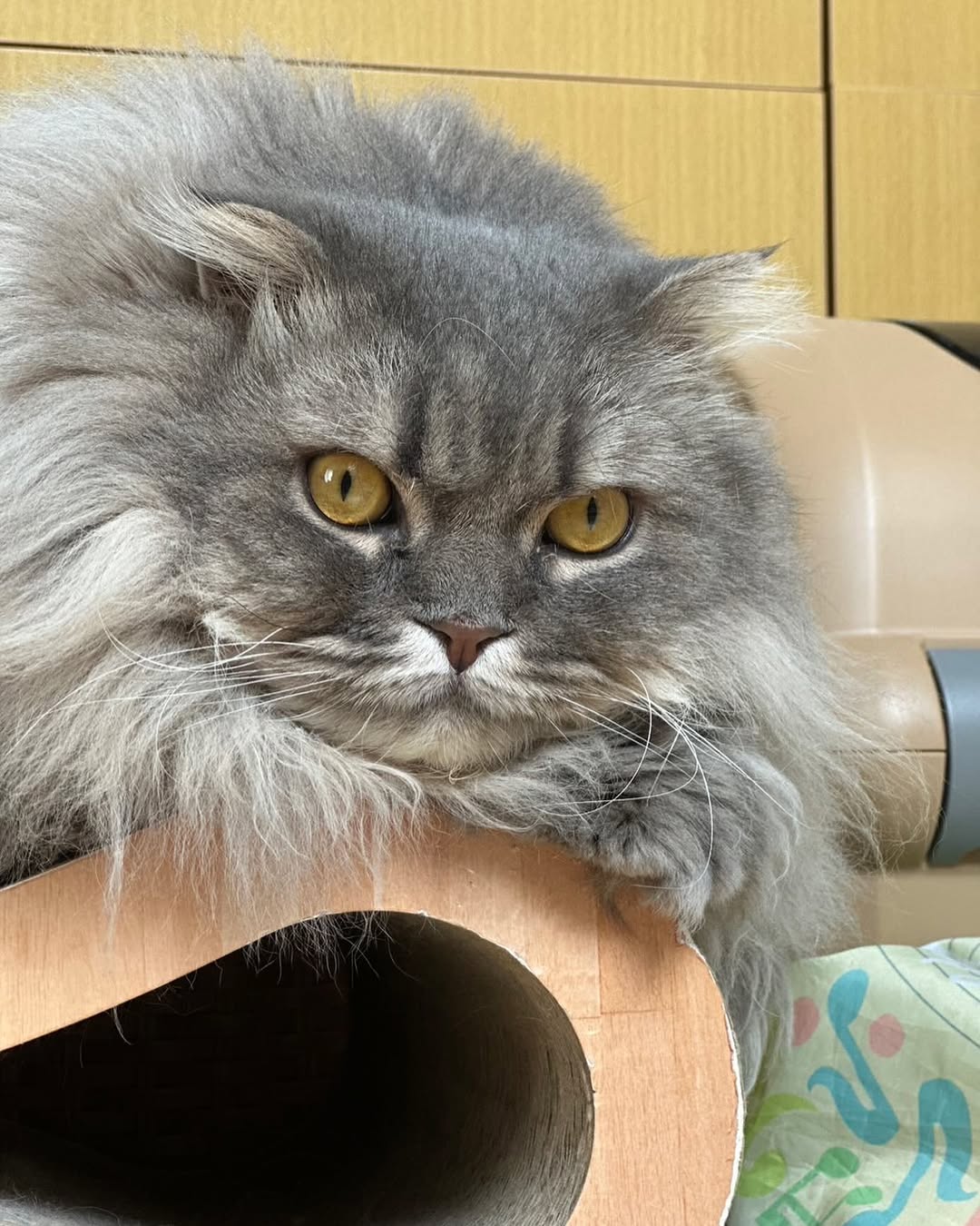 中川剛、愛猫の「凛々しい顔つきがたまらない」ドアップショットが話題